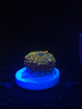 DDA Gold Dust Pincushion Bounce Mushroom