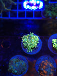 Tye Dye Goniopora