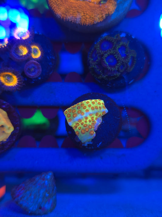 Burning Banana Stylocoeniella