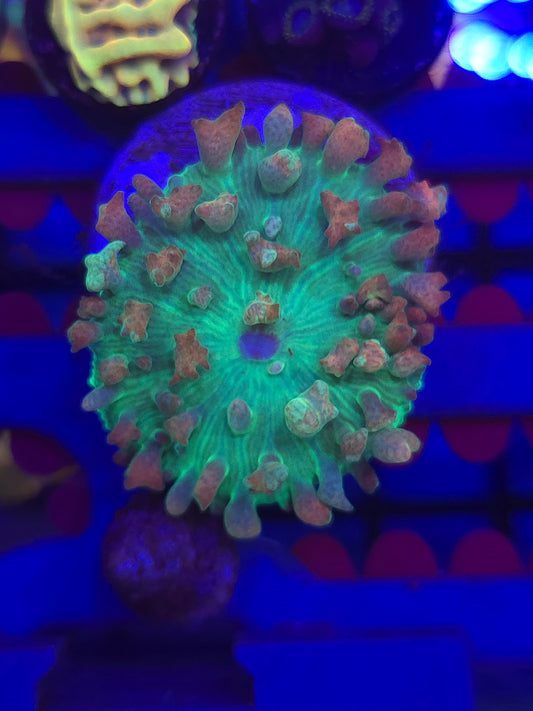 St Thomas Mushroom