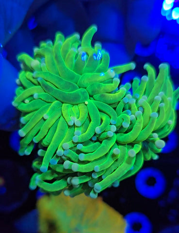 SBB Care Bear Holy Grail Torch Double