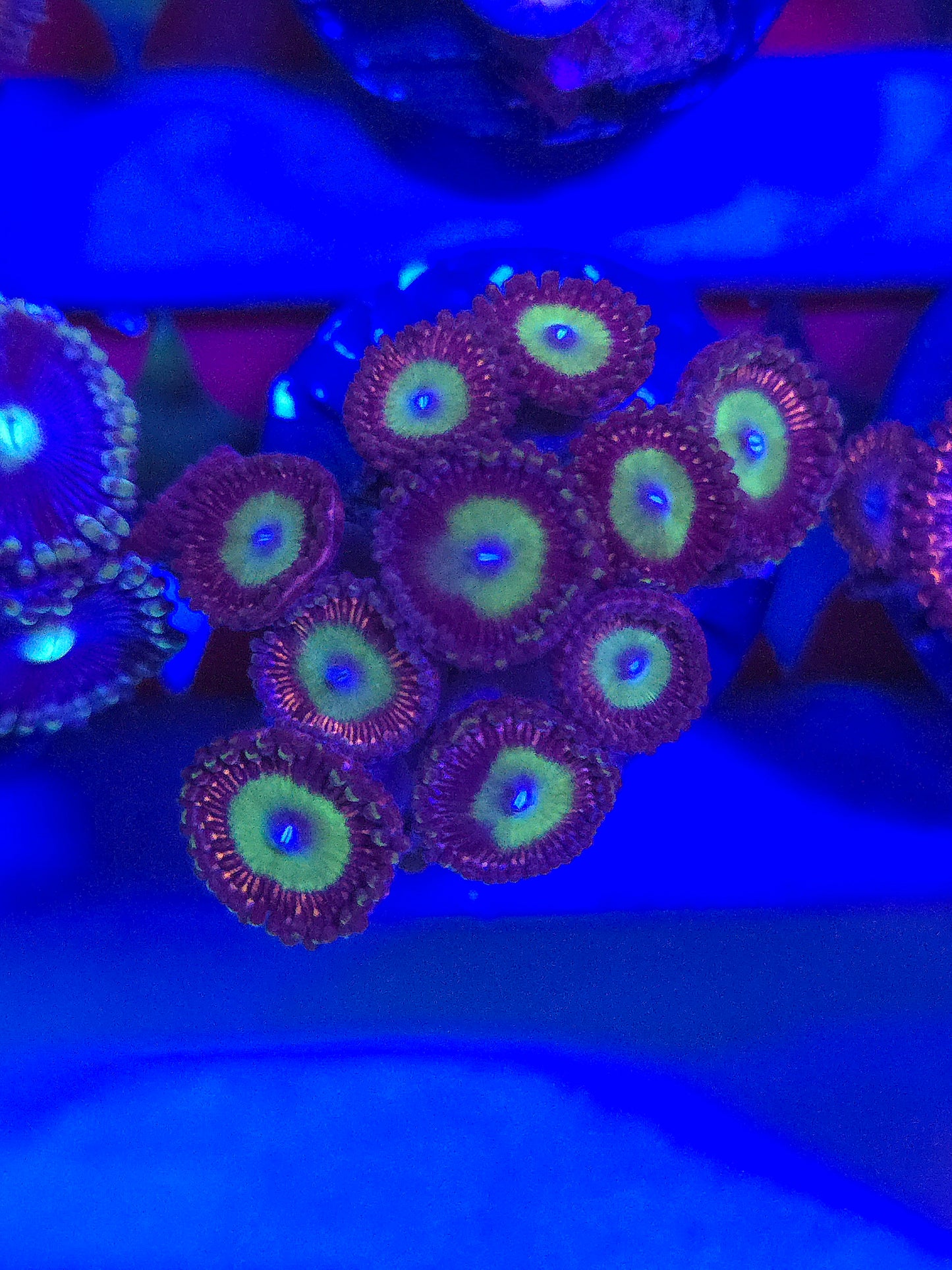 Candy Apple Zoas