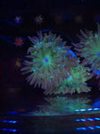 Duncan Coral 2 Heads