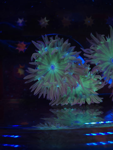 Duncan Coral 2 Heads