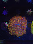 Legendary Corals Deadshot Zoas