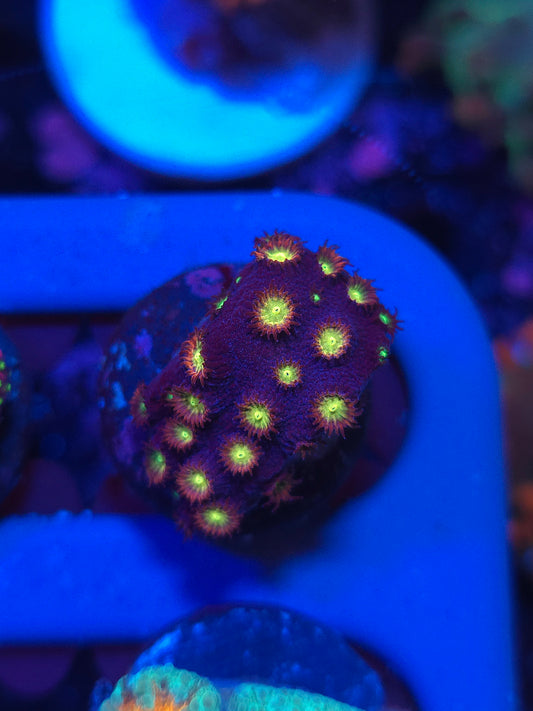 Yellow Eye Cyphastrea