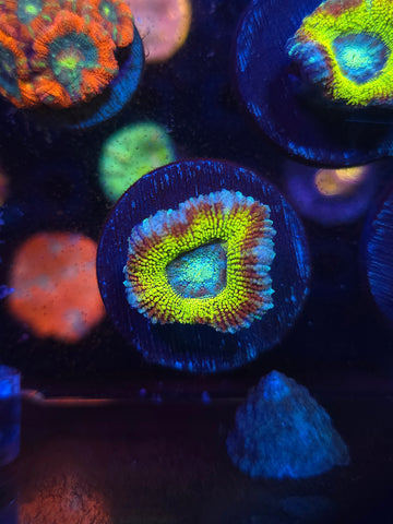 DDA Giltter Bomb Asian Acan