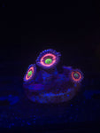 Pink Zipper Zoa