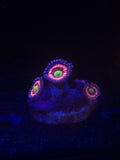 Pink Zipper Zoa