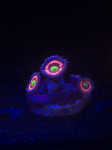 Pink Zipper Zoa