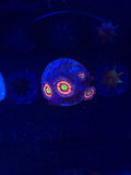 Pink Zipper Zoa