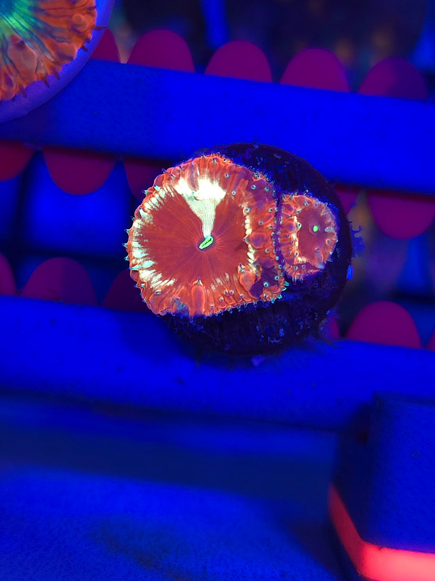 Grafted Alter Ego Blastos
