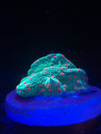 Seasons Greetings Montipora