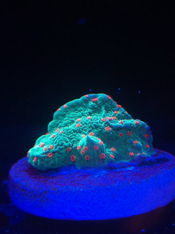 Seasons Greetings Montipora