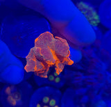 Dead Crush Jawbreaker Mushroom