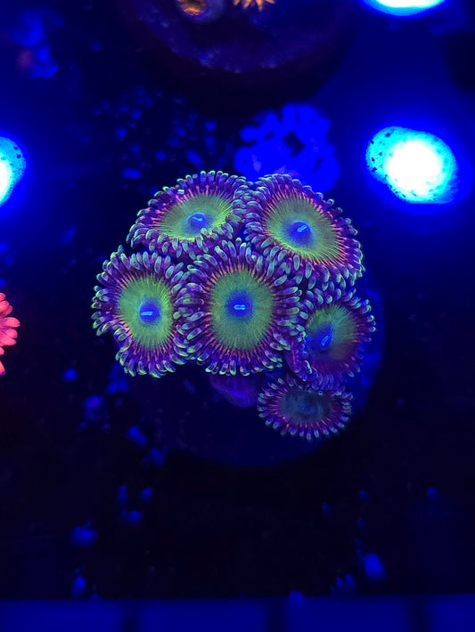 Candy Apple Pink Zoas