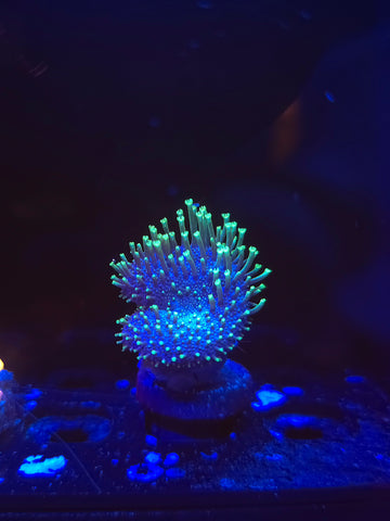 Neon Leather Toadstool