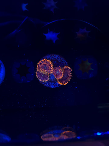 Fairy Farts Zoanthids