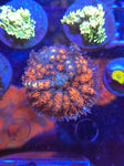 DDA Orange Tang Pincushion Mushroom