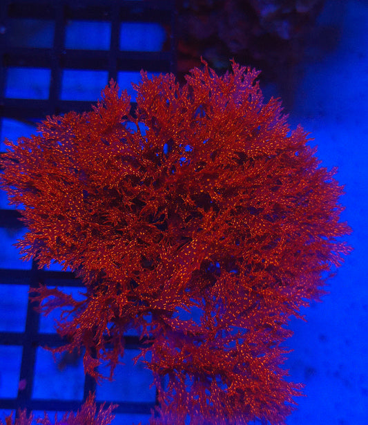Atomic Broccoli Macro Algae