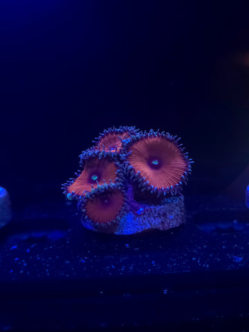 Red Death Palythoa