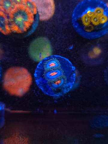 Miami Vice Zoas