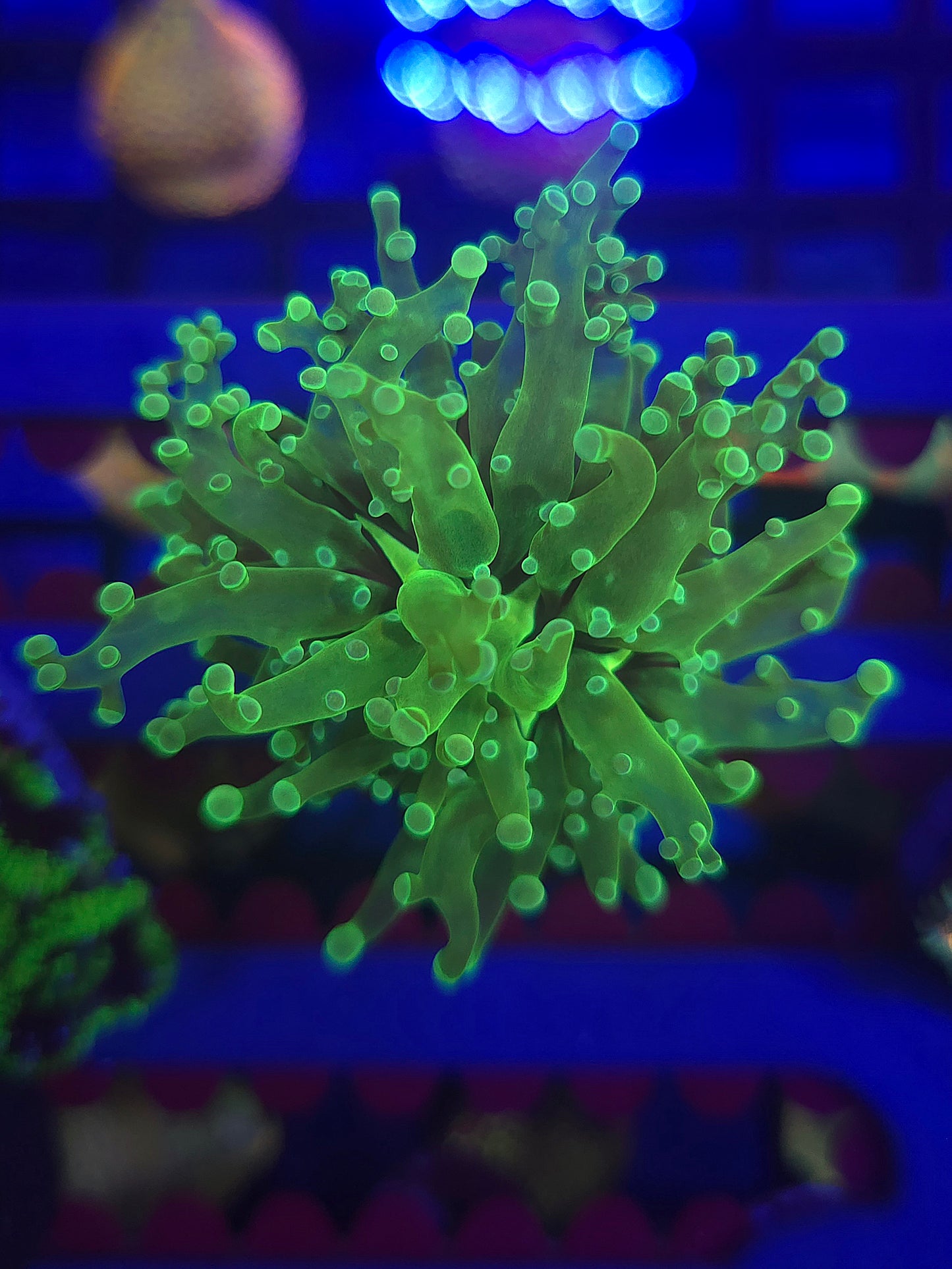 Neon Polyp Frogspawn