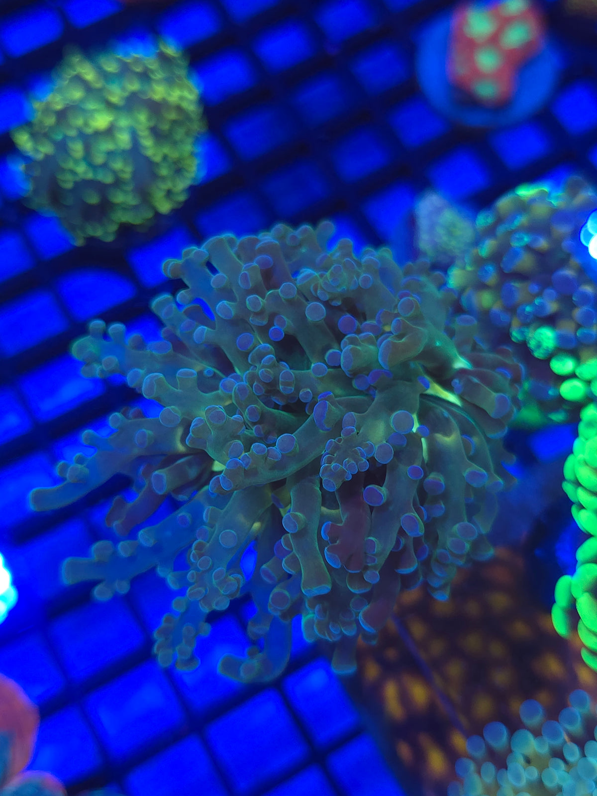 Blue and Purple Tip Frogspawn