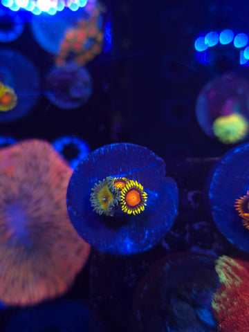 Mixed Zoa Frag