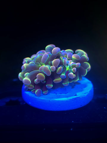 Hologram Hammer