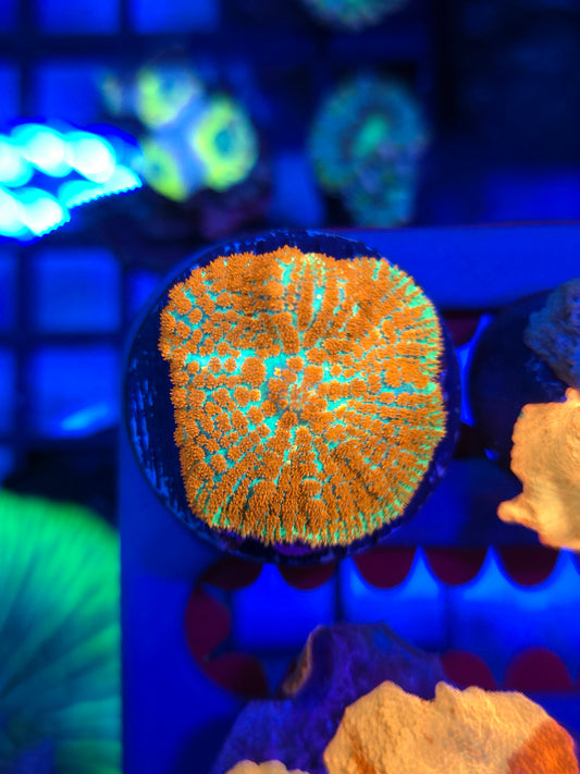 Forest Fire Mushroom