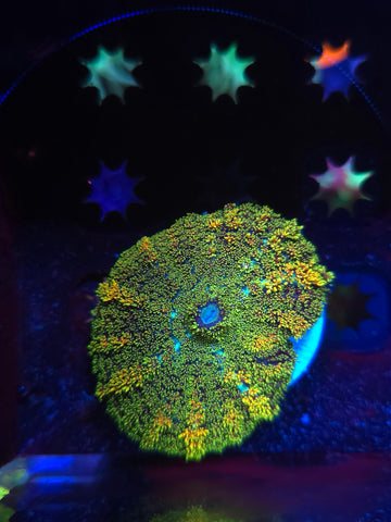 DDA Gold Dust Pincushion Bounce Mushroom