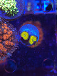Nuclear Green Palys