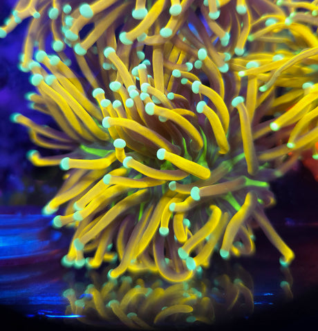 Green Tip Banana Torch