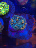 DDA Goldfish Bounce