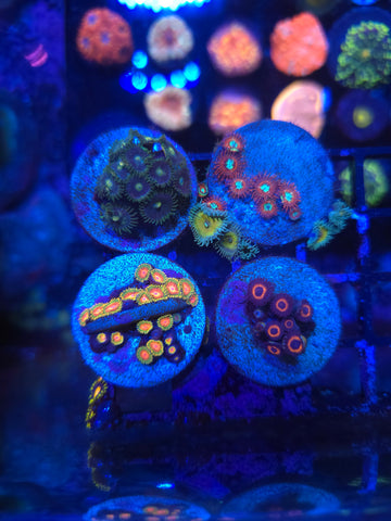 Zoa Pack