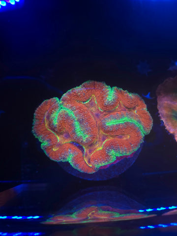 Insane Lobophyllia