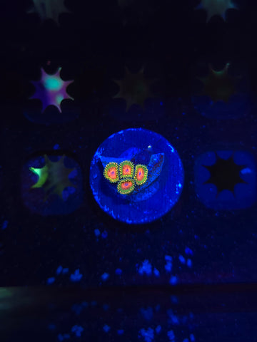 Awesome Blossom Zoas