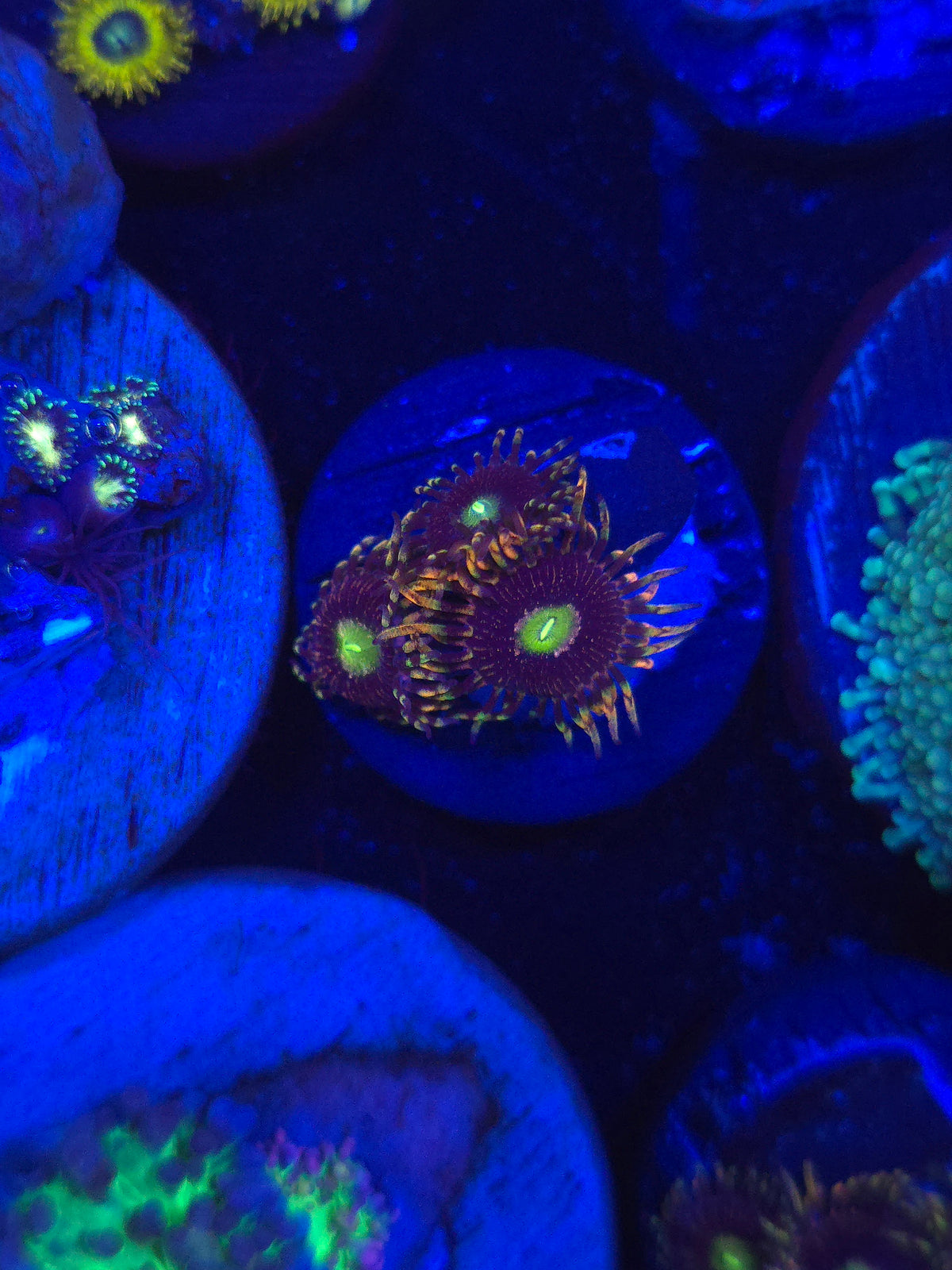 Bozo's Birthday Zoas