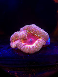 DDA Circus Freak Blasto Colony