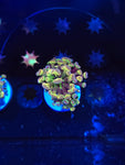 Hologram Hammer Double