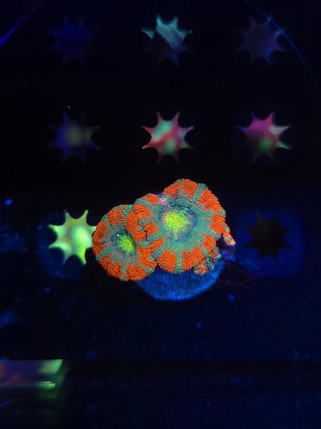 Gushers Asian Acan
