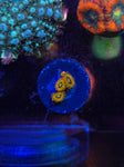 Pikachu Zoanthids