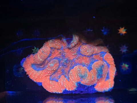 Superman Symphyllia