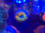 DDA Toucan Sam Acan