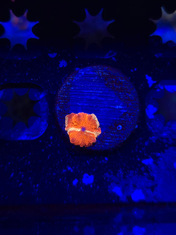 Reverse Eclectus Mushroom