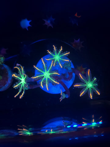 Fireworks Clove Polyps (Extra Bright)