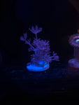 Pulsing Xenia