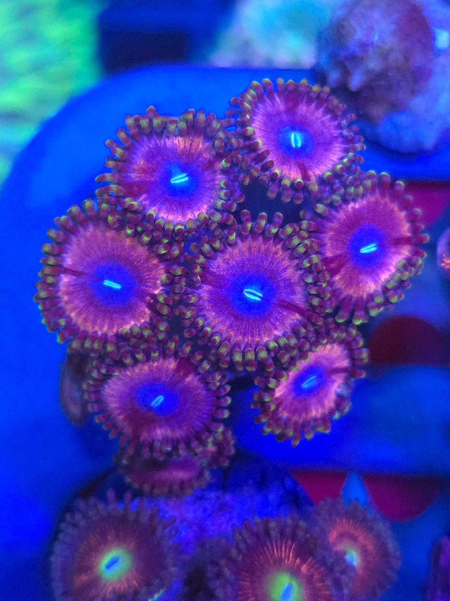 DDA Acai Zoas