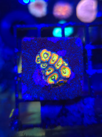 Holy Grail Micromussa